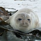 Elephant Seal Pup