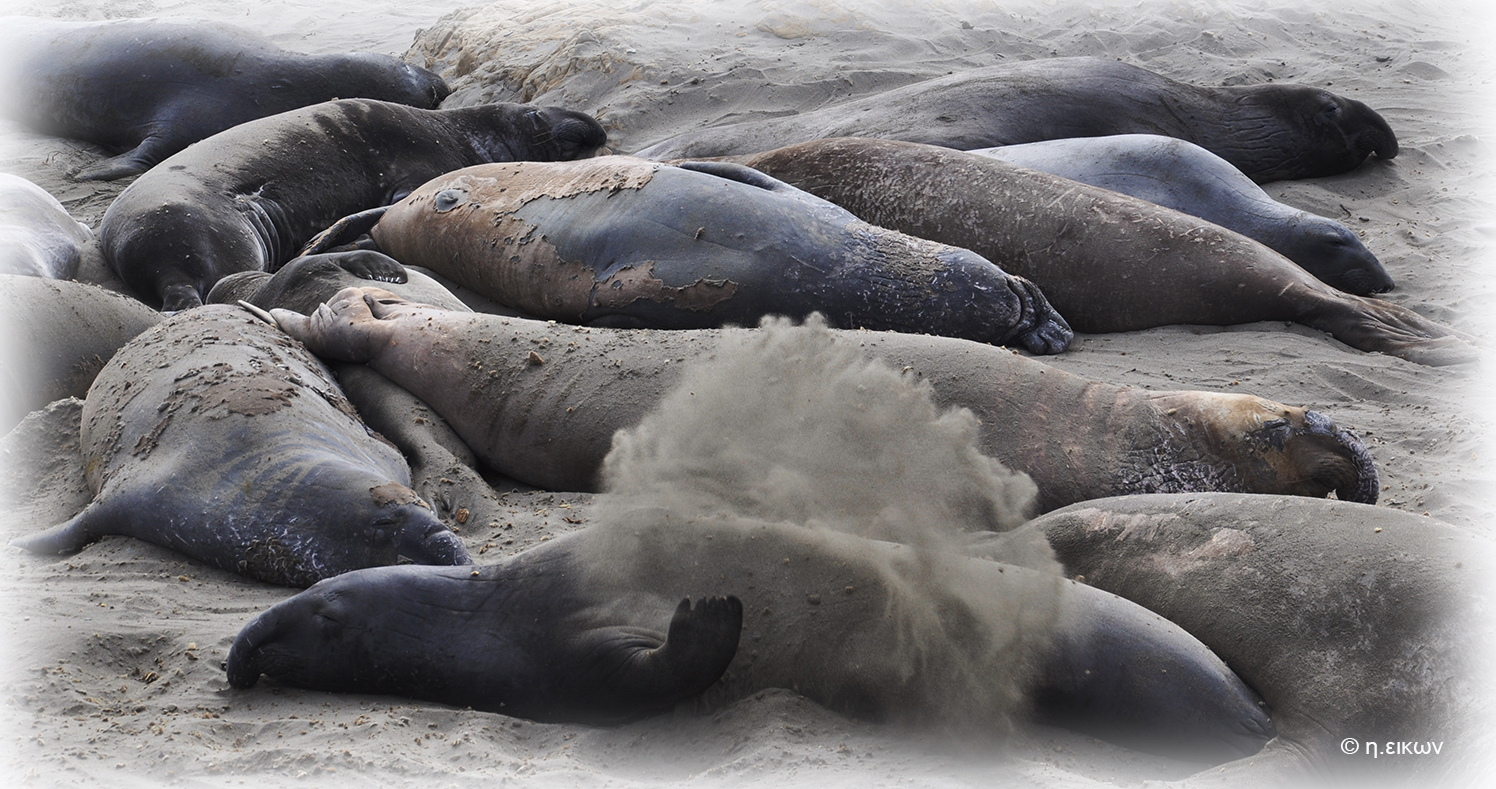 Elephant Seals