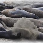 Elephant Seals