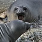 Elephant Seals