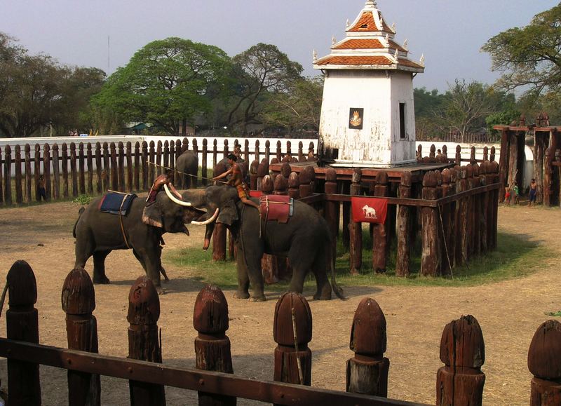 Elephant Show in Ayutthaya, Thailand