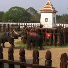 Elephant Show in Ayutthaya, Thailand