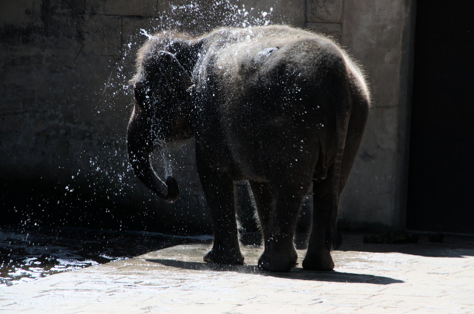 Elephant Shower