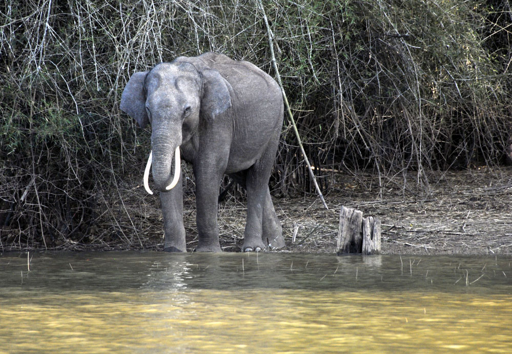 Elephant - staring at us