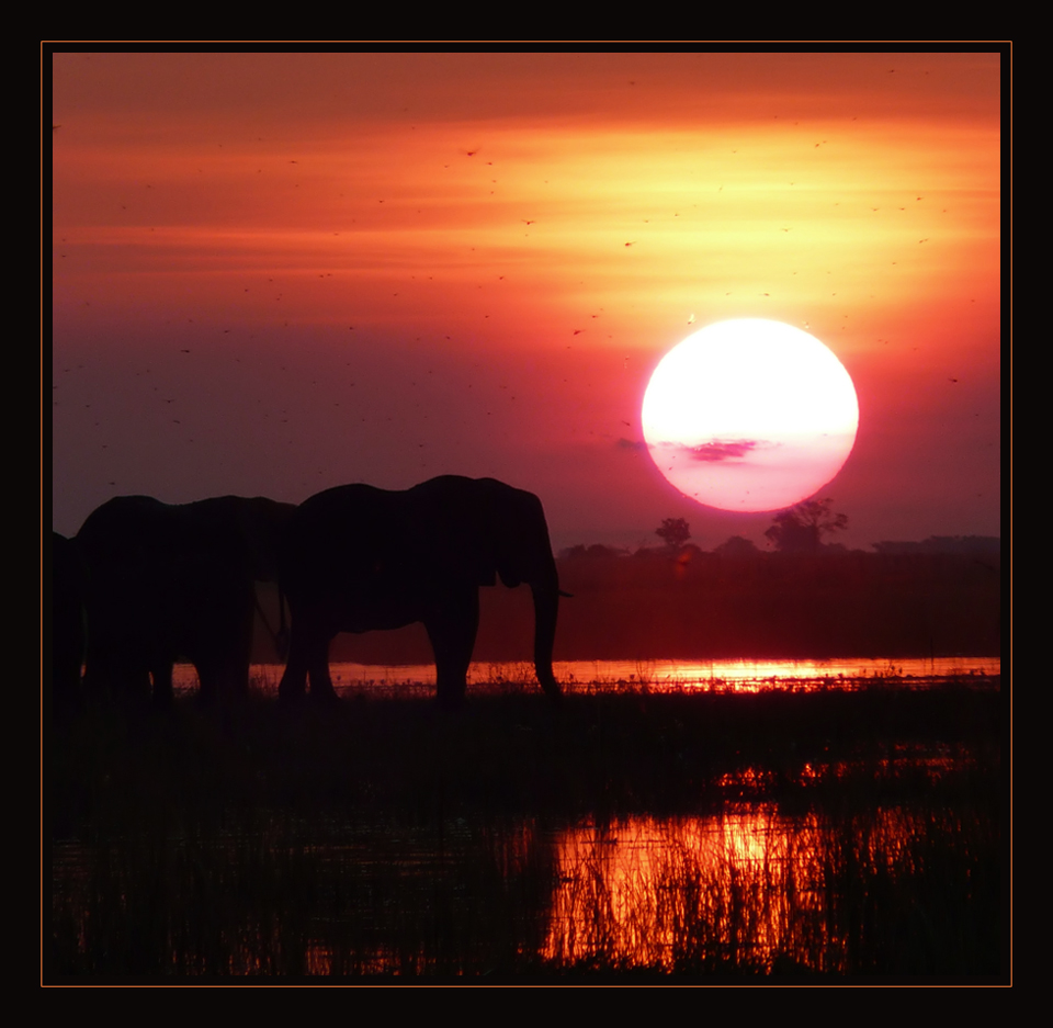 ** Elephant Sundowner **