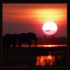 ** Elephant Sundowner **