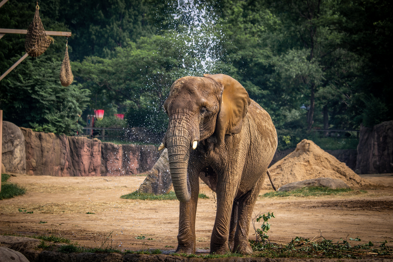 Elephant taking a shower 