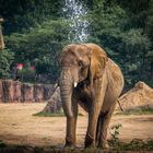 Elephant taking a shower 