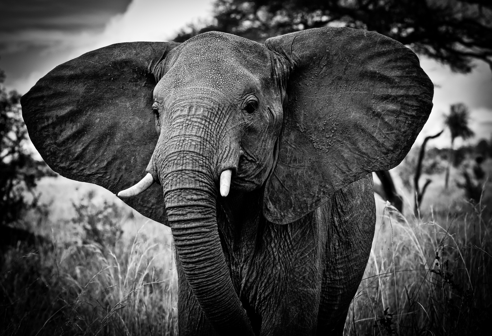 Elephant, Tanzania