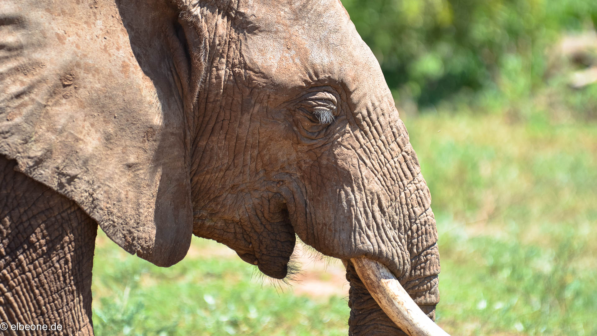 Elephant @Tanzania