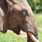 Elephant @Tanzania