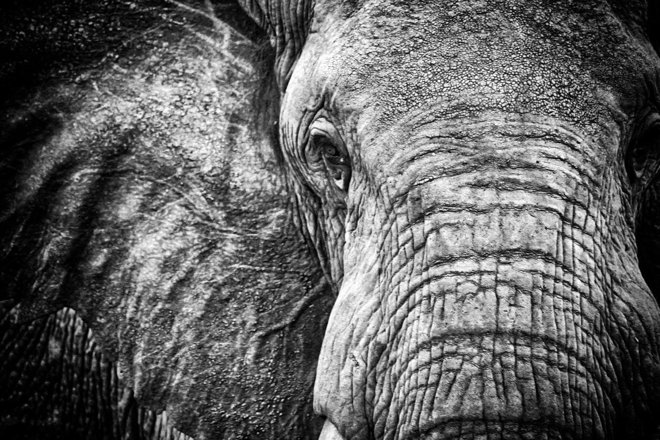 Elephant texture