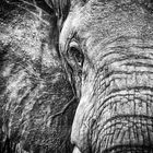 Elephant texture