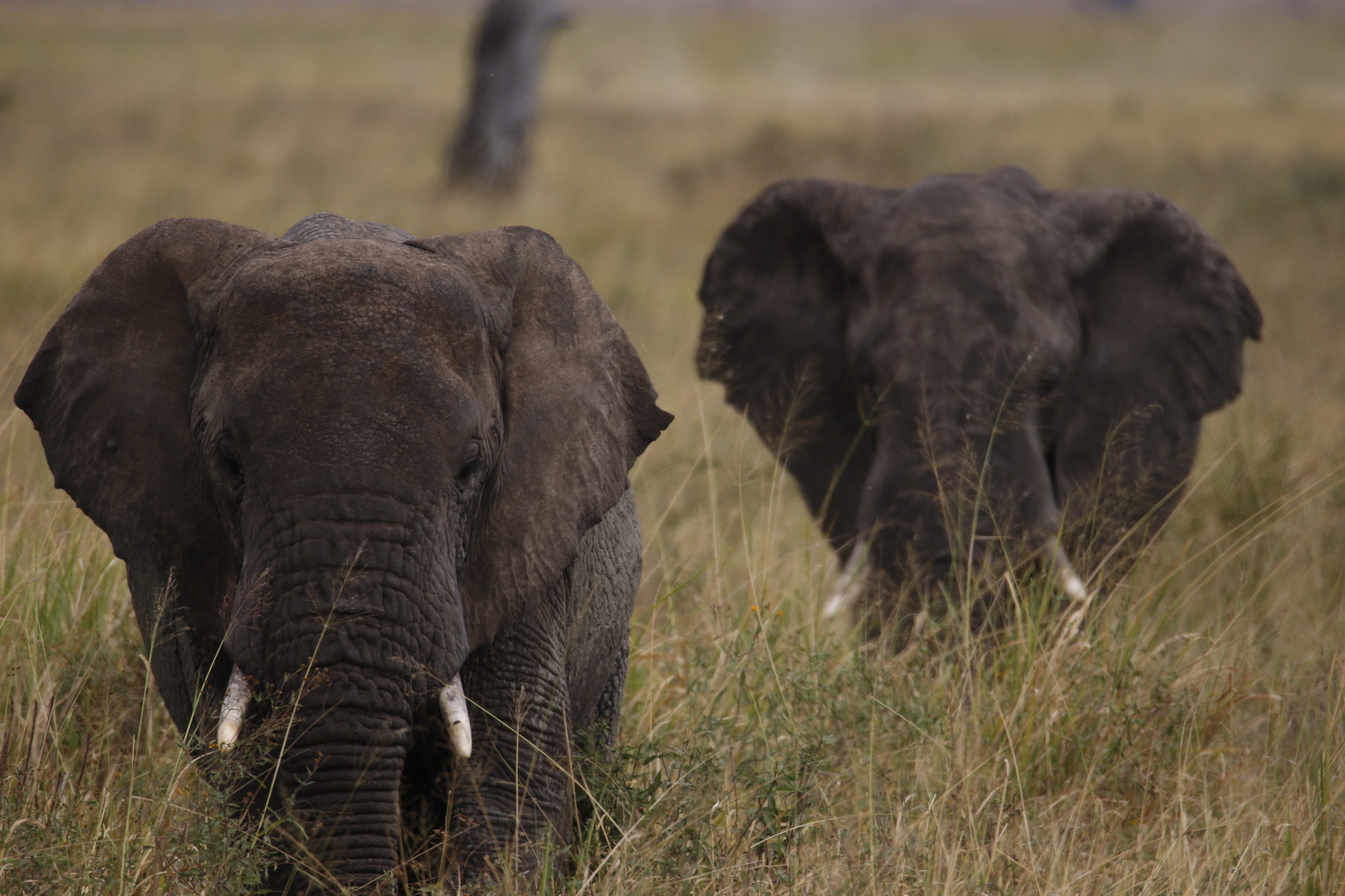 Elephant travels