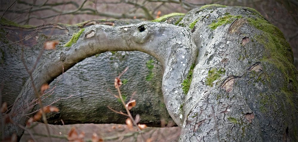 Elephant Tree