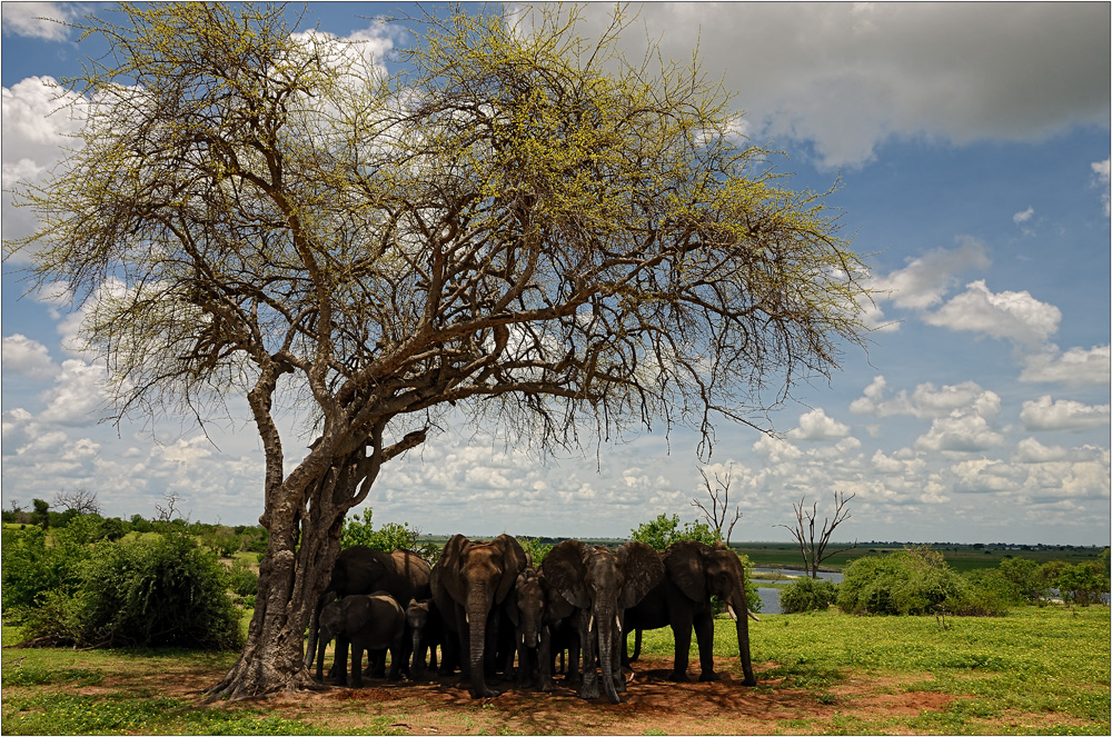 Elephant Tree...