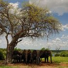 Elephant Tree...
