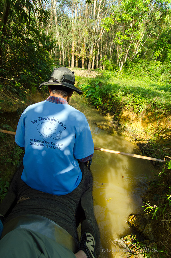 Elephant Trekking i Khao Sok Nationalpark