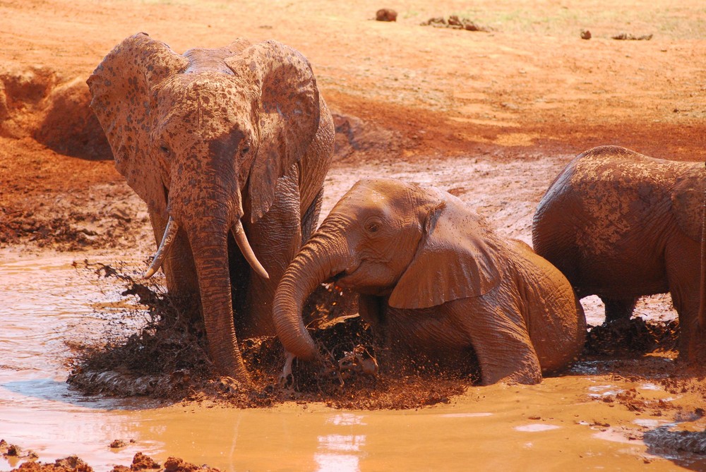 Elephant Tsavo Ost