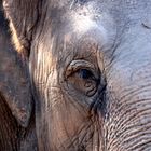 Elephant up close