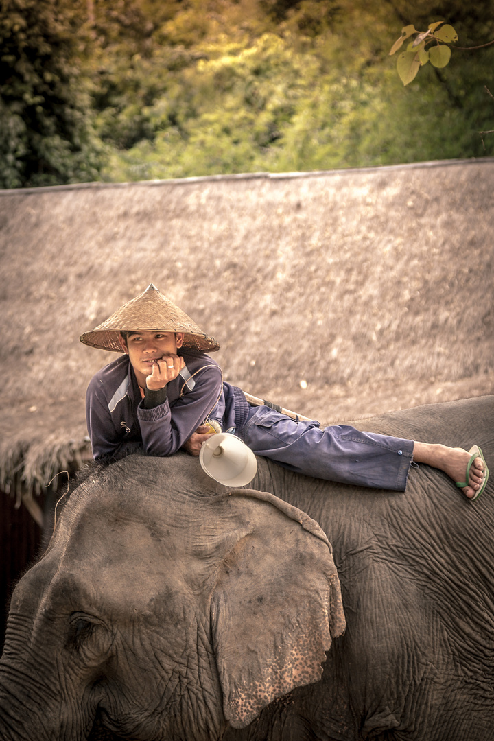 Elephant Village • Luang Prabang • Laos