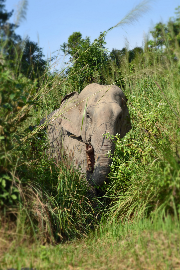 Elephant-Walk