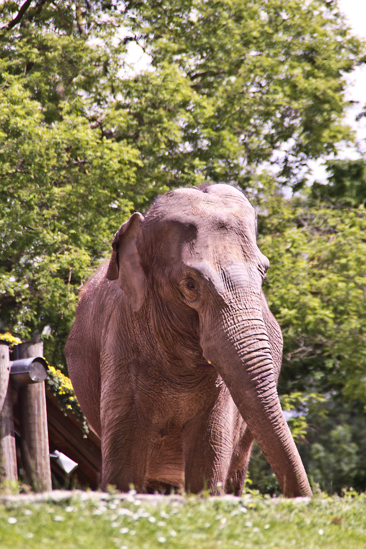 Elephant Walk