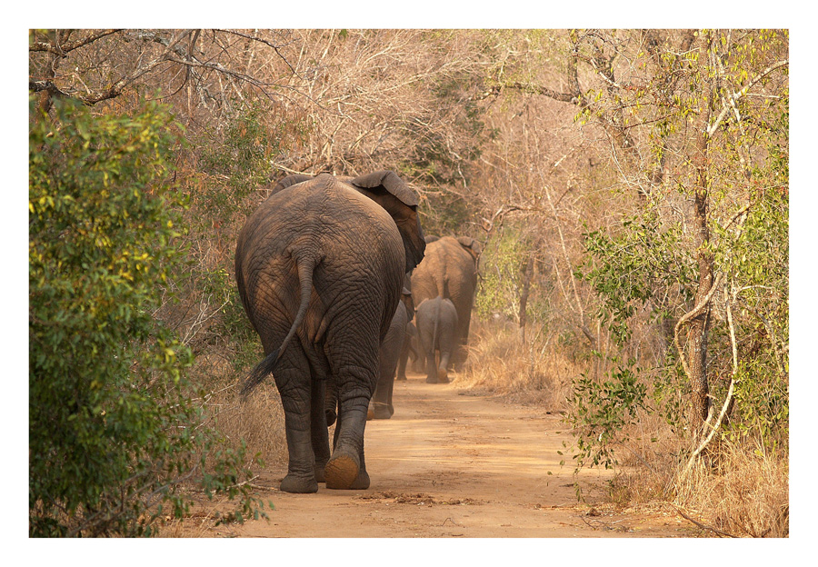 Elephant Walk