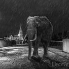 Elephant Walk