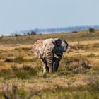 Elephant walking