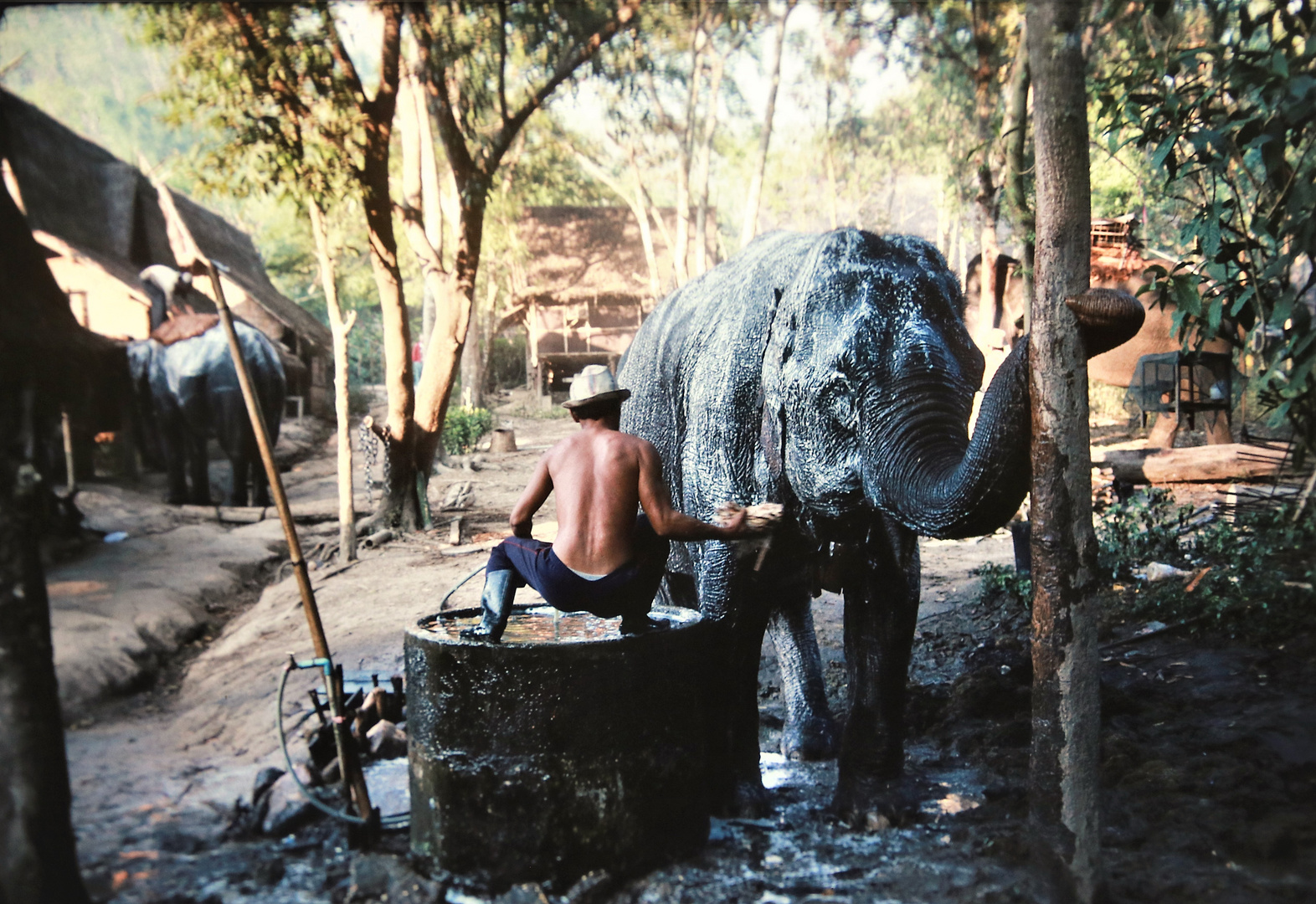 elephant washing Thailand