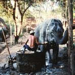 elephant washing Thailand