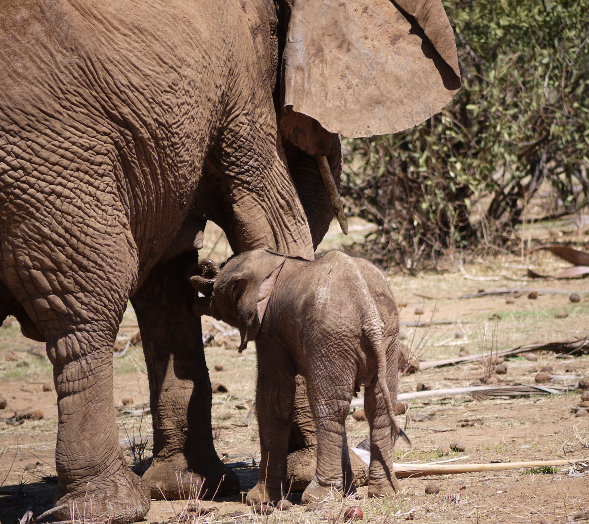 Elephant-watch-camp Samburu Kenia