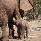 Elephant-watch-camp Samburu Kenia