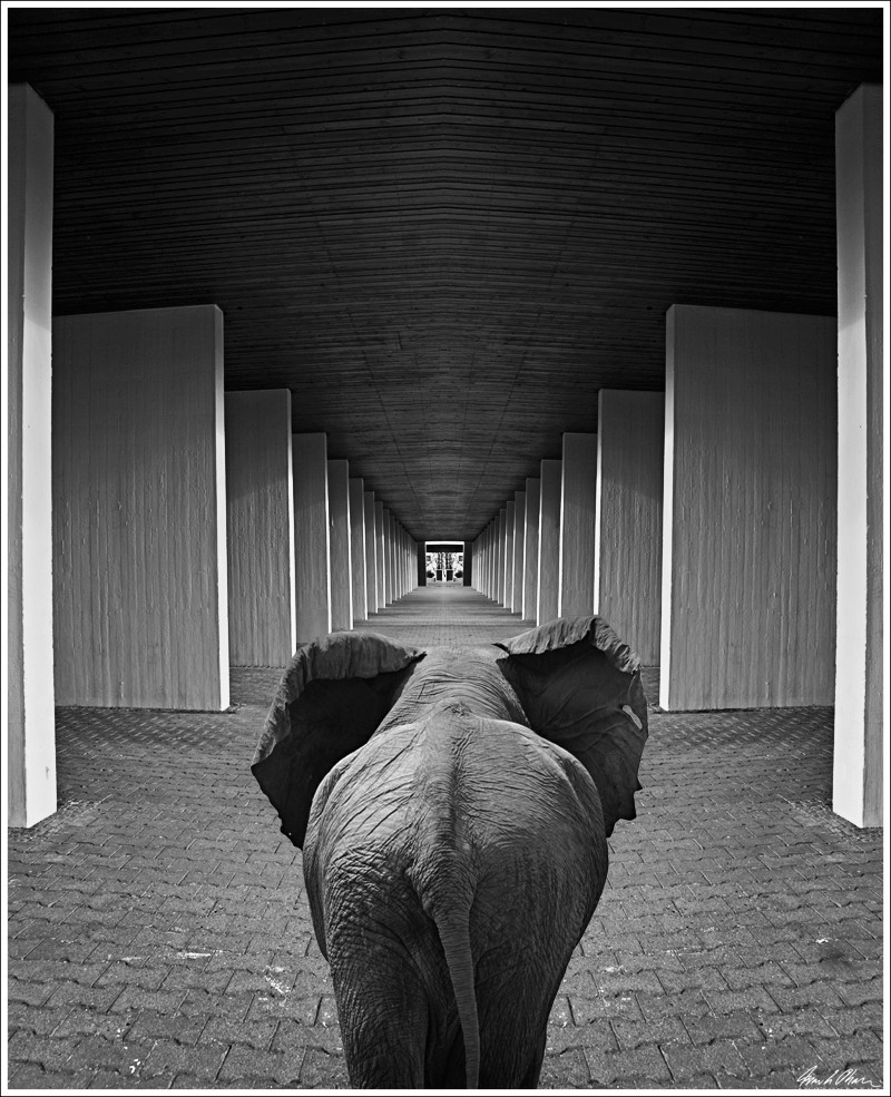 elephant way