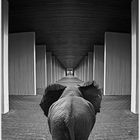elephant way