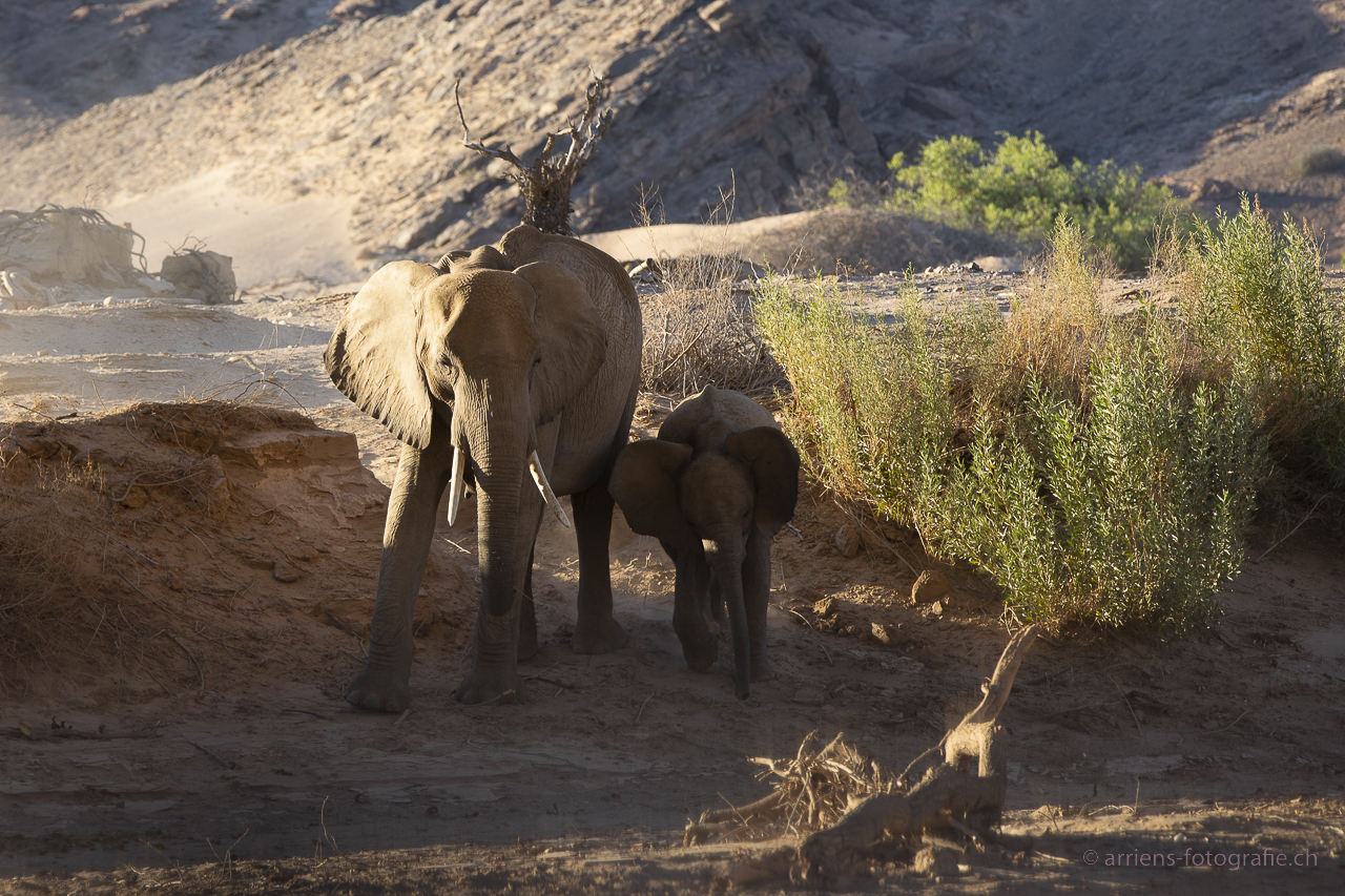 Elephant with calf