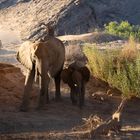 Elephant with calf