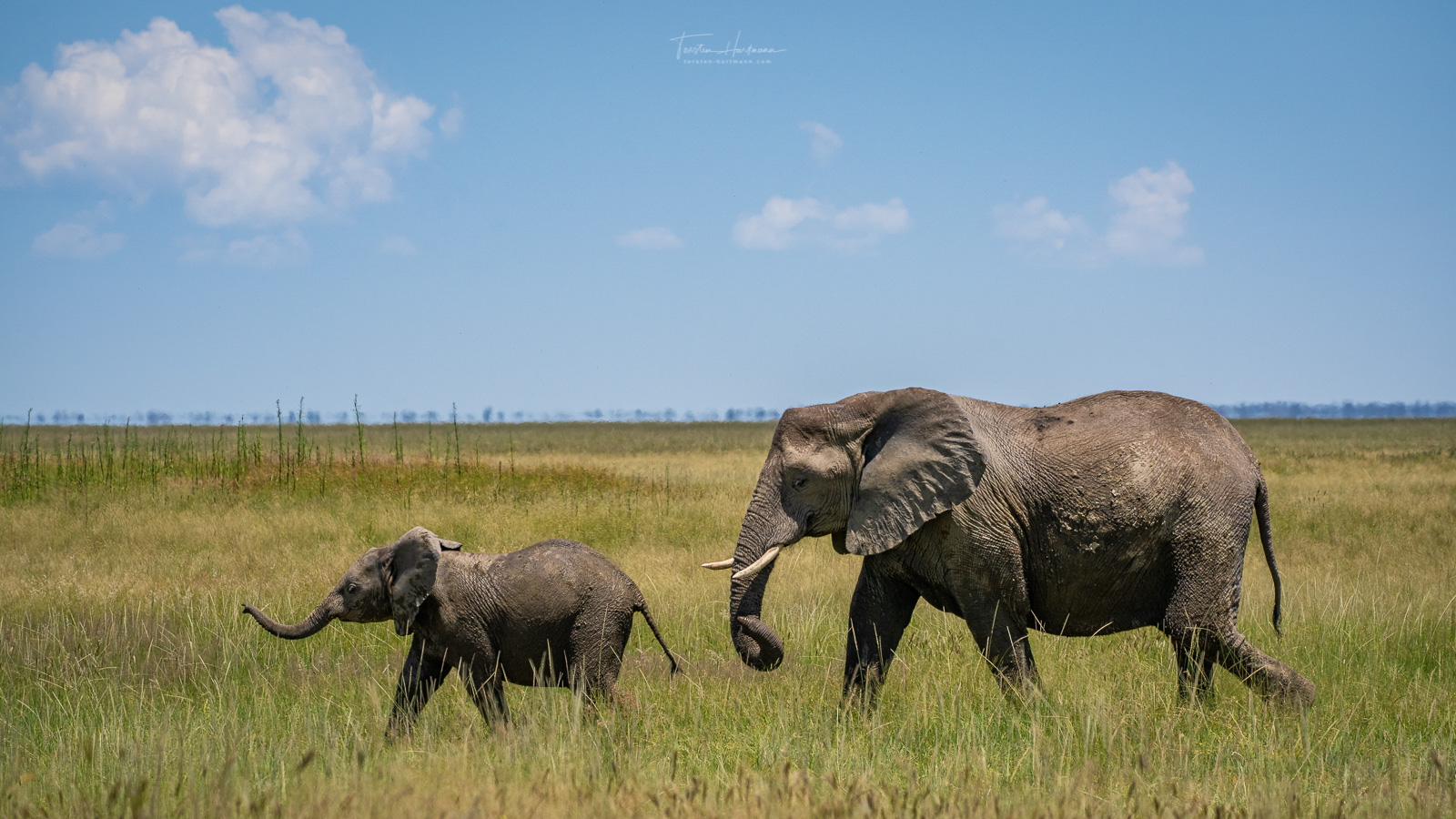 Elephant with cub, Etosha NP (Namibia)