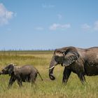 Elephant with cub, Etosha NP (Namibia)