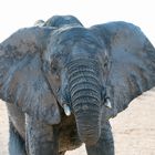 elephant_1_DSC02210