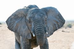 elephant_1_DSC02210