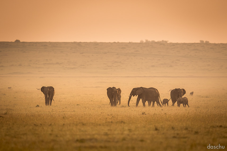 »elephantastic morning«