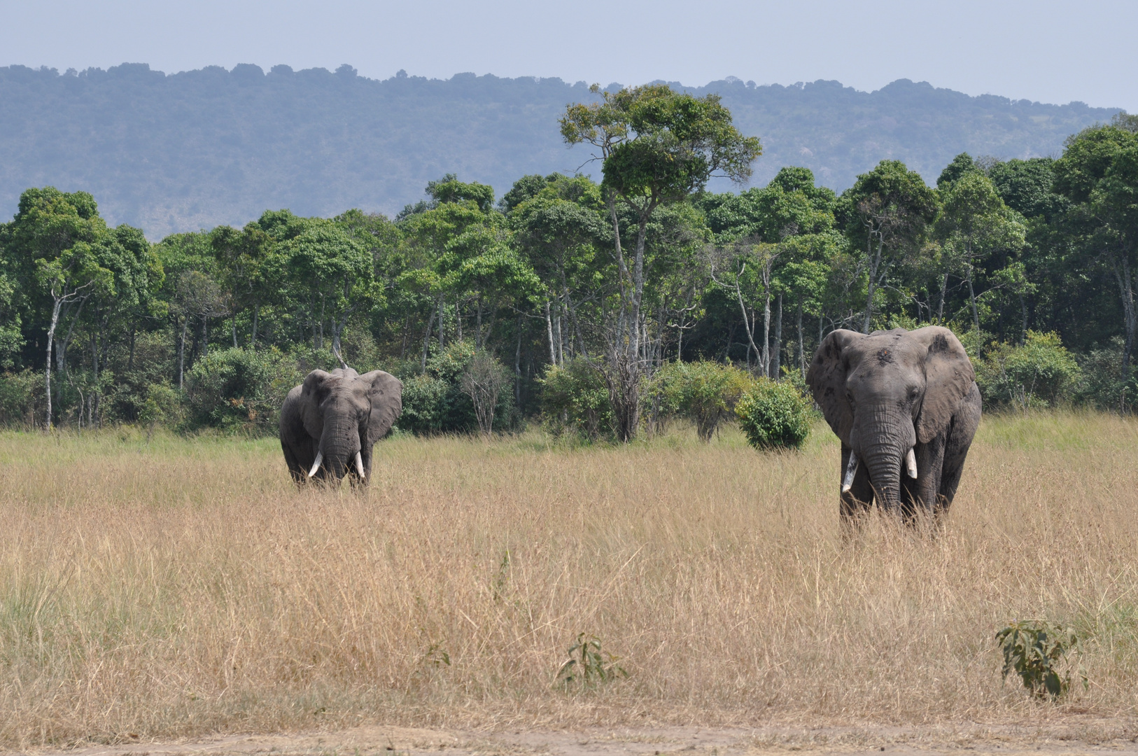 Elephanten