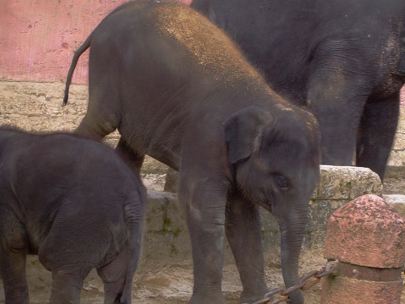 Elephanten Akrobatik...