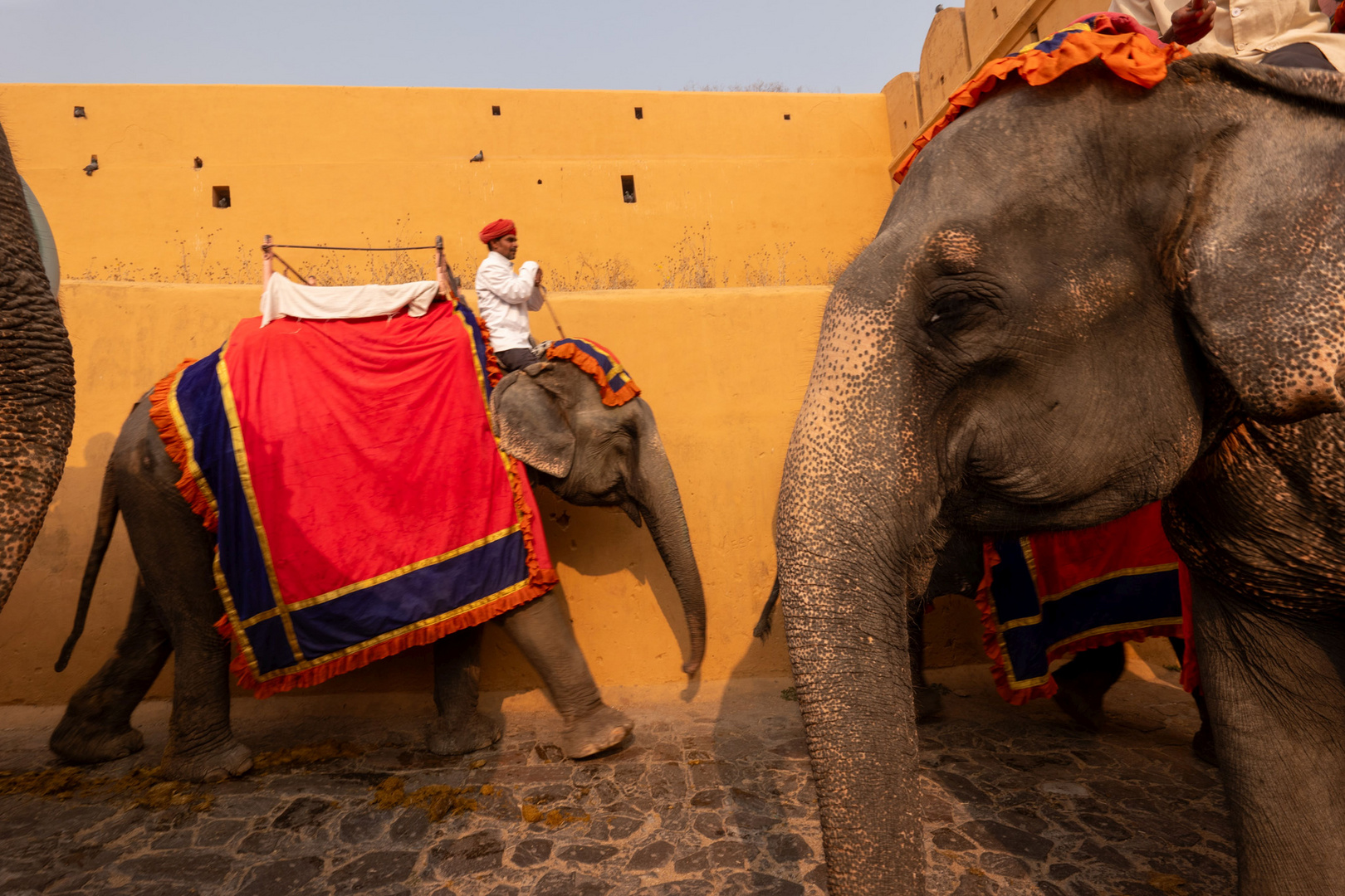 Elephanten auf dem Weg zum Amber Fort nahe Jaipur