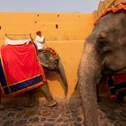 Elephanten auf dem Weg zum Amber Fort nahe Jaipur