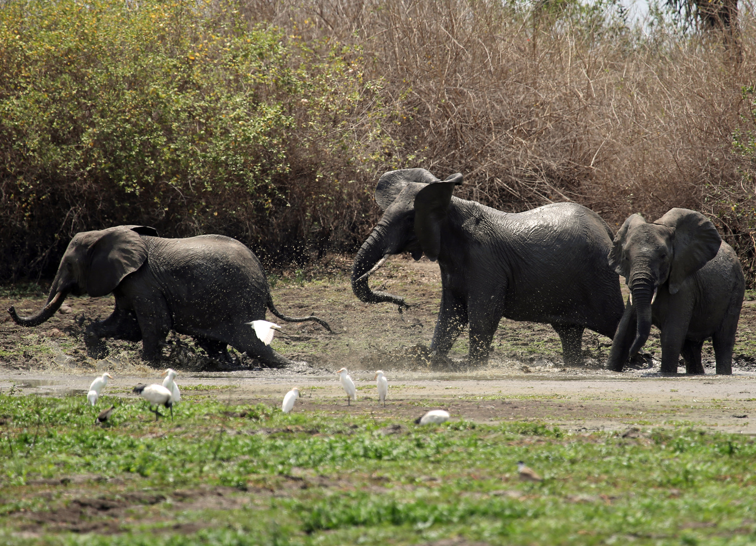 Elephanten beim Bad