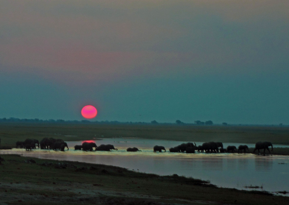 Elephanten beim Überqueren des Chobe kurz vor Sonnenuntergang