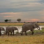 Elephanten im letzten Licht